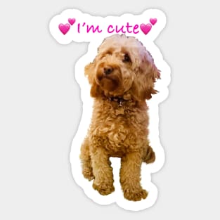 I am Cute says the fluffy, cavapoo, cavalier king charles spaniel Sticker